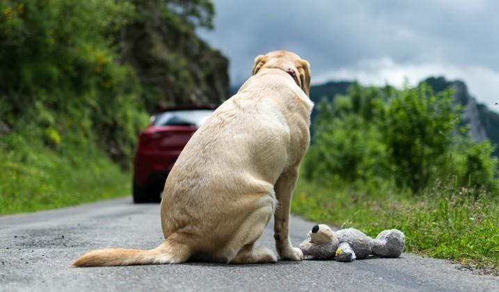 Abandon chien