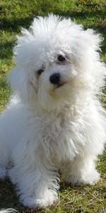 Bichon