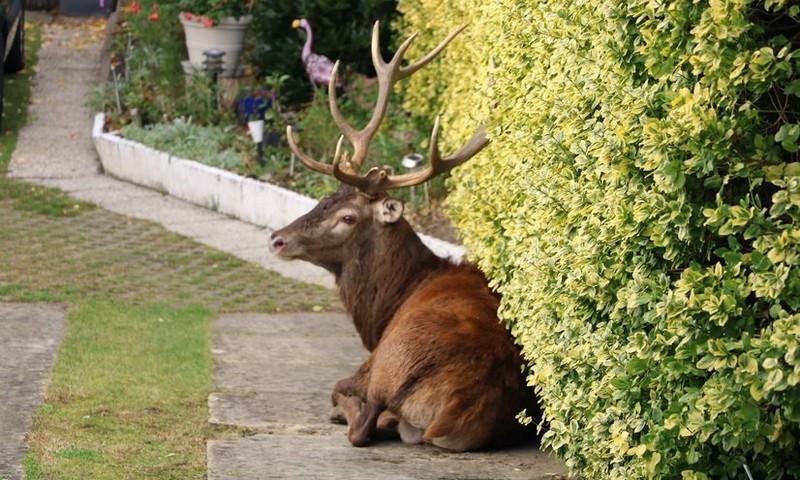 Cerf refugie dans jardin