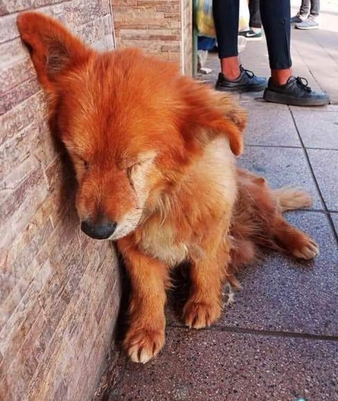 Chien abandonne