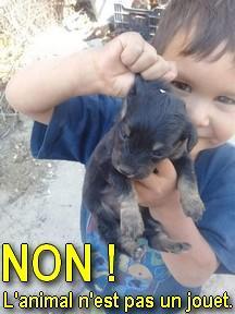 Chiot enfant