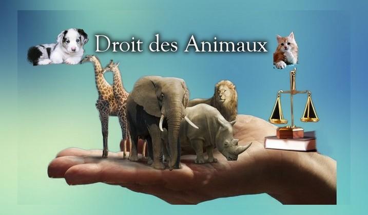 Droit des animaux 4