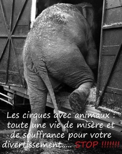 Elephants dans les cirques