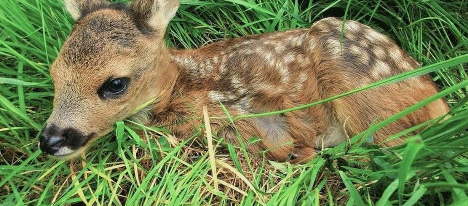 Interdire la Chasse à courre !