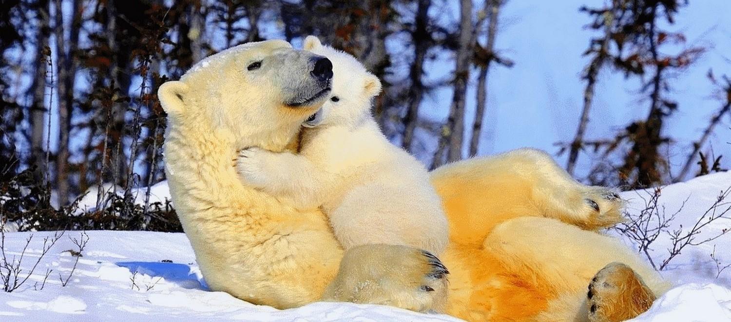 Disparition des ours blancs