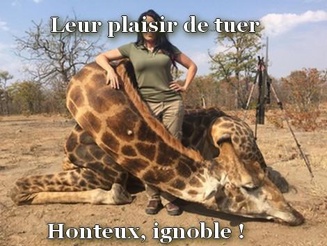 Girafe tuee