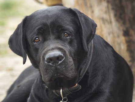 Labrador tue