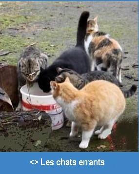Les chats errants 1