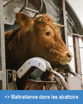 Maltraitance abattoirs