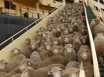 Moutons 1