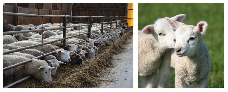 Moutons