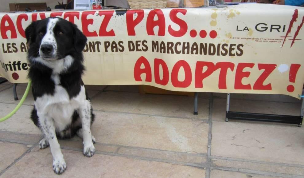 N achetez pas adoptez