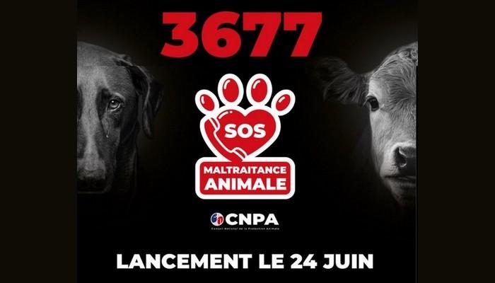 Numero urgence