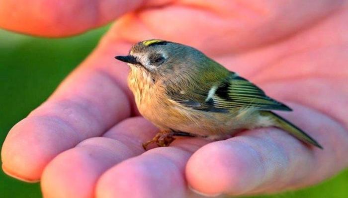 Oiseau blesse