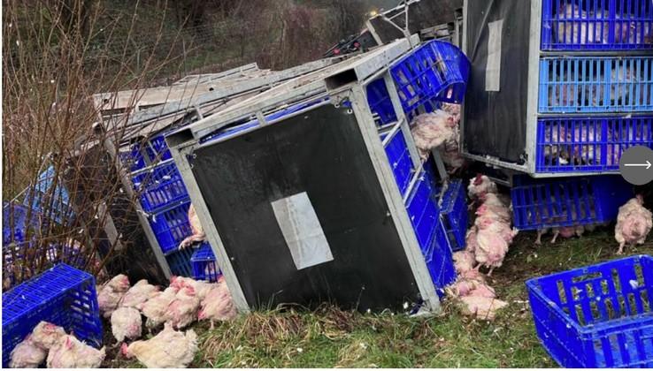 Poulets accident